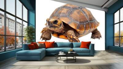 cute turtle looking isolated on white Wall mural