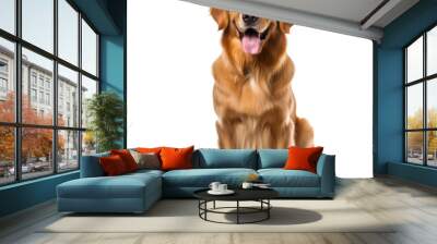 happy cute dog isolated on white Wall mural