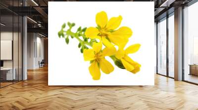 mustard flower isolated on white Wall mural