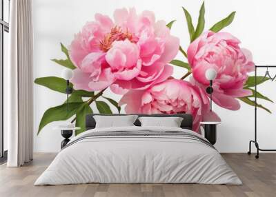 peony flowers isolated on white Wall mural