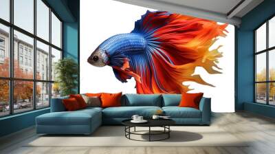 siamese fish swimming isolated on white Wall mural