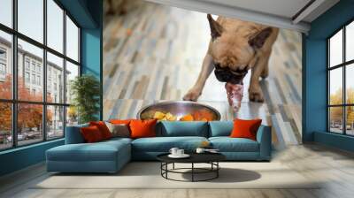 French bulldog eating raw chicken bones. Wall mural