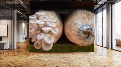 Growing Pleurotus pulmonarius from plastic bag. Home-grown vegetable. Wall mural