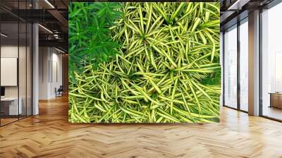 Growing Spider Plant for your summer background. Wall mural