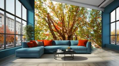 Big late summer tree from underneath on a sunny day Wall mural