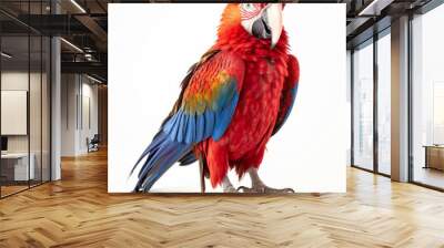 scarlet macaw on a white background. Wall mural