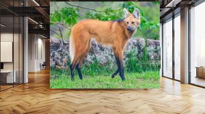 maned wolf walking Wall mural