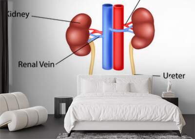 Illustration of Urinary system anatomy Wall mural