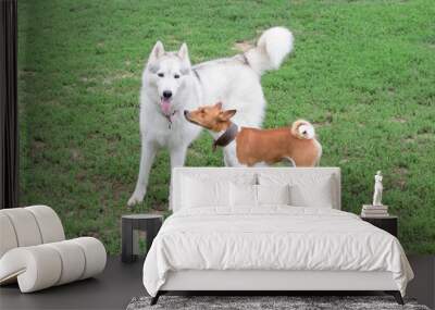 Cute basenji puppy and siberian husky are standing on a green grass in the summer park. Pet animals. Wall mural