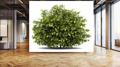 common hazel bush isolated on white background Wall mural