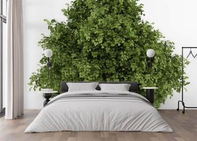 small-leaved lime tree isolated on white background Wall mural