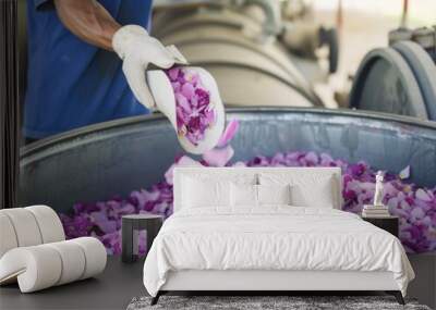 A person in a blue shirt and white gloves scooping petals out of a large metal bowl. Essential oil production process. Wall mural