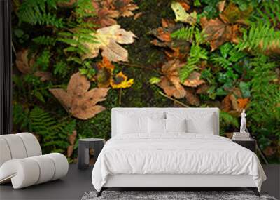 path in the autumn woods. A path covered with autumn leaves with ferns on the sides. Wall mural