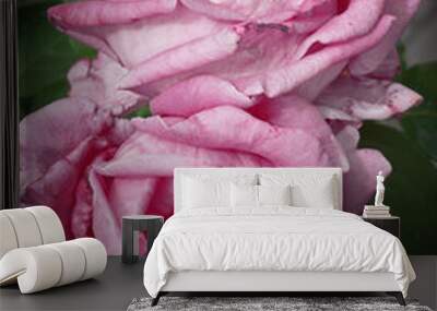 Two pink roses close up on a green background Wall mural