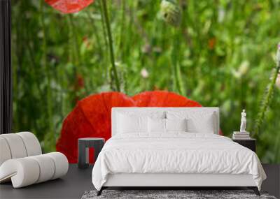 two red poppies in a meadow closeup Wall mural