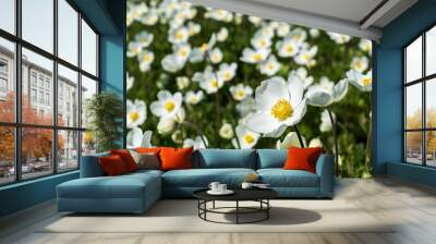 White wood anemone flowers Wall mural