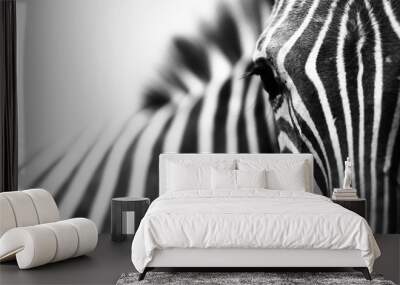 Close-up encounter with zebra on white background Wall mural