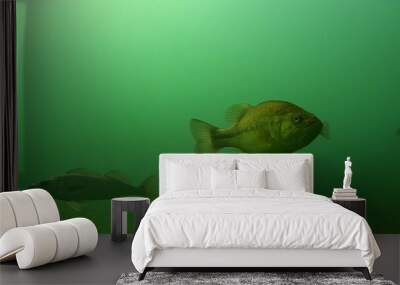 Largemouth Bass Walleye Wall mural