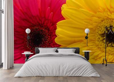 Magenta and yellow flowers macro Wall mural