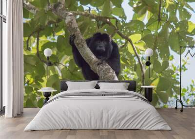 Black and gold howler monkey in the tree, Pantanal, Brazil, South America Wall mural