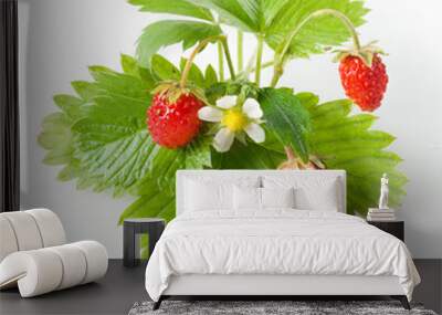 wild strawberry isolated on white Wall mural