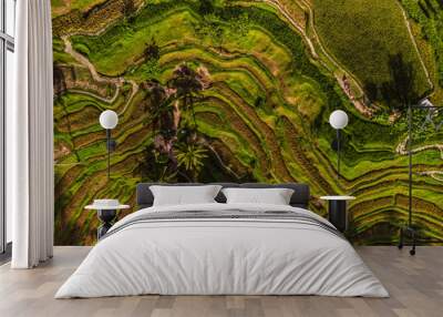 Rice fields Wall mural