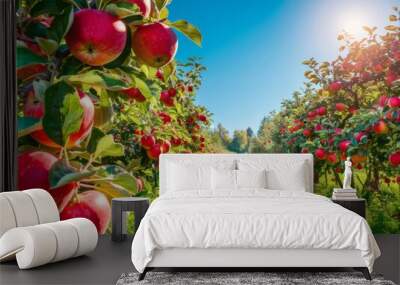 Apple orchard in autumn green grass, beautiful scenery, green nature Wall mural