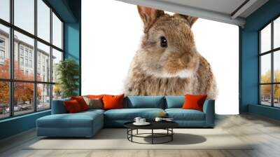 Animals. Rabbit isolated on a white background Wall mural