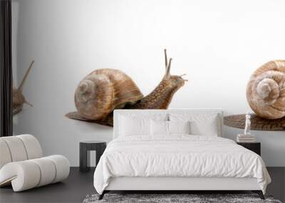 three garden snail isolated on a white background Wall mural