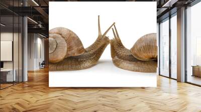 two brown snails isolated on white background. Wall mural