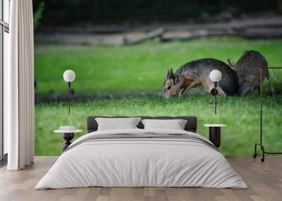 Closeup shot of two baby kangaroos standing on the grass and eating Wall mural