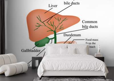 The anatomical structure of the liver, gallbladder, bile ducts and pancreas. Vector illustration on isolated background Wall mural