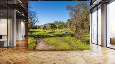 2 horses and riders are crossing a low wooden bridge on a grass and dirt trail. Trees and green grass are on both sides of the trail and behind. A bright deep blue sky is behind and between two trees. Wall mural