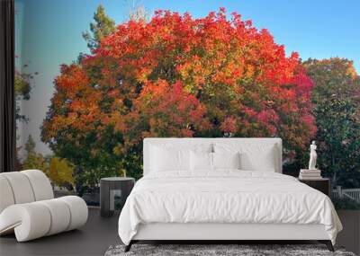 A large Chinese Pistachio is turning red in the autumn. It is planted in a parkway between the street and a house with a white fence. There is a blue sky in the background Wall mural