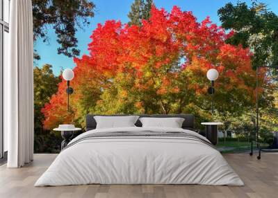 A large Chinese Pistachio is turning red in the autumn. It is planted in a parkway between the street and a house. There is a blue sky in the background Wall mural