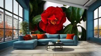 Red Camillia Wall mural