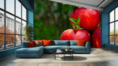 Fresh tasty bright red apples in garden, good for vegan food, advertisement, vitamins for immune system Wall mural