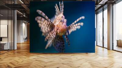 ocean and sea fishes in aquarium area  Wall mural