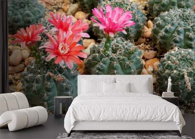 The Gymnocalycium Baldianum cactus with beautiful flowers in the garden. Wall mural