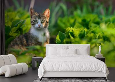 young cat is sitting in the grass. Portrait with solar highlights and shadows. Copy space. Selective focus Wall mural