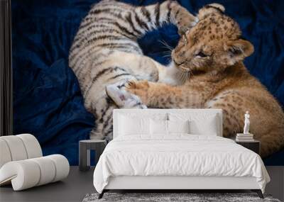 Photo of the game of a lion cub and a tiger cub on a blue background where a tiger cub rests its lion cub with its hind paw in the face Wall mural