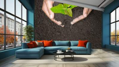 Hands of farmer growing and nurturing tree growing on fertile soil,  environment Earth Day In the hands of trees growing seedlings,  protect nature Wall mural