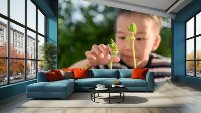 Young asian boy with seedling in garden Wall mural