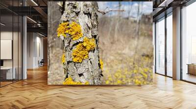 A yellow lichen is growing on a tree's bark. This is called Shore Lichen, or Xanthoria Parietina. Wall mural