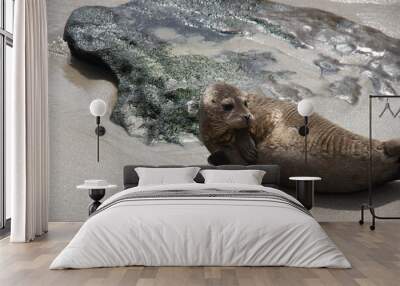 baby sea lion on the beach Wall mural