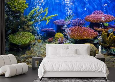 Aquarium fish with coral and aquatic animals Wall mural