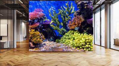 Aquarium fish with coral and aquatic animals Wall mural