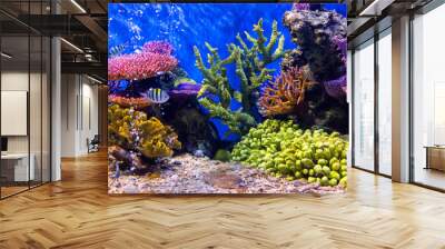 Aquarium fish with coral and aquatic animals Wall mural