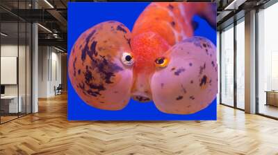 bubble balloon goldfish Wall mural