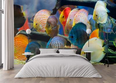 Discus (Symphysodon), multi-colored cichlids in the aquarium Wall mural